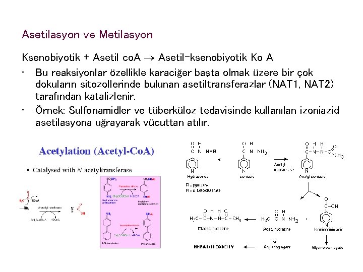 Asetilasyon ve Metilasyon Ksenobiyotik + Asetil co. A Asetil-ksenobiyotik Ko A • Bu reaksiyonlar