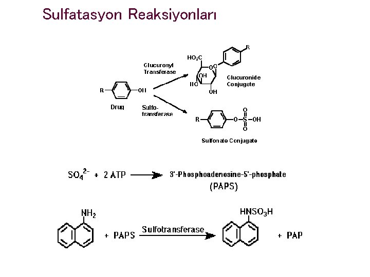 Sulfatasyon Reaksiyonları 