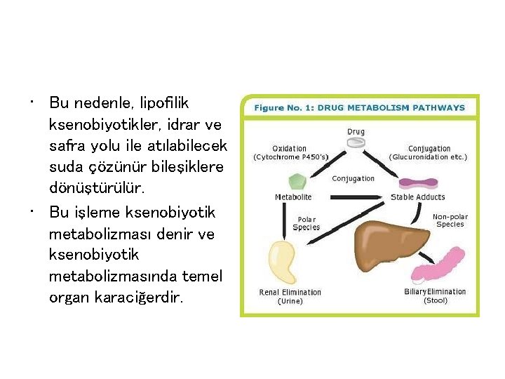  • Bu nedenle, lipofilik ksenobiyotikler, idrar ve safra yolu ile atılabilecek suda çözünür