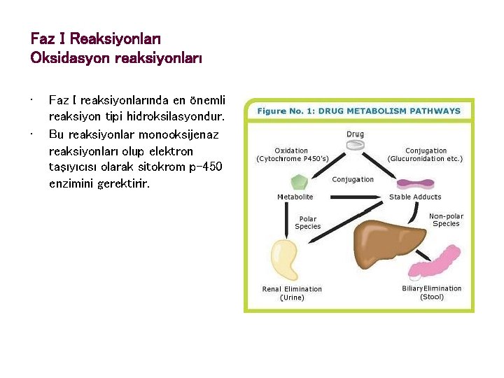 Faz I Reaksiyonları Oksidasyon reaksiyonları • • Faz I reaksiyonlarında en önemli reaksiyon tipi