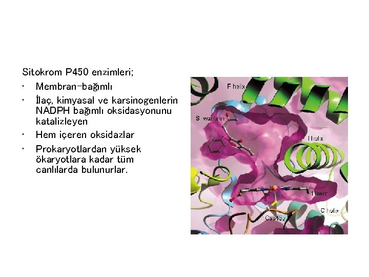 Sitokrom P 450 enzimleri; • Membran-bağımlı • İlaç, kimyasal ve karsinogenlerin NADPH bağımlı oksidasyonunu