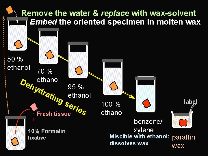 Remove the water & replace with wax-solvent Embed the oriented specimen in molten wax