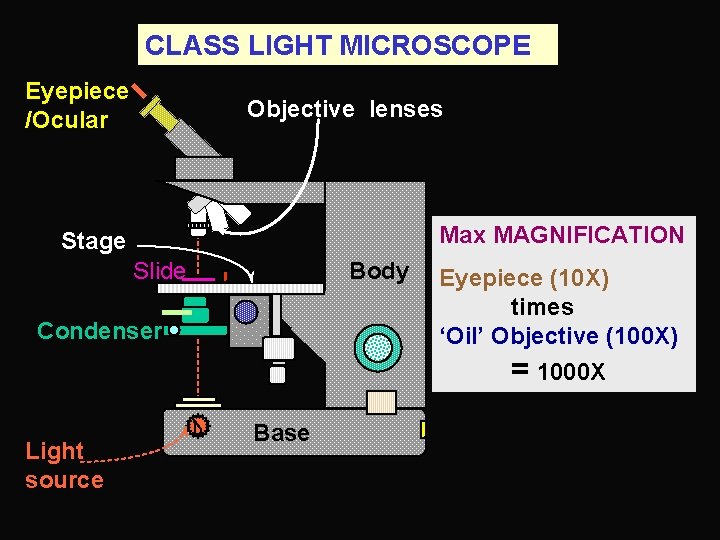 CLASS LIGHT MICROSCOPE Eyepiece /Ocular Objective lenses Max MAGNIFICATION Stage Slide Body Condenser Eyepiece