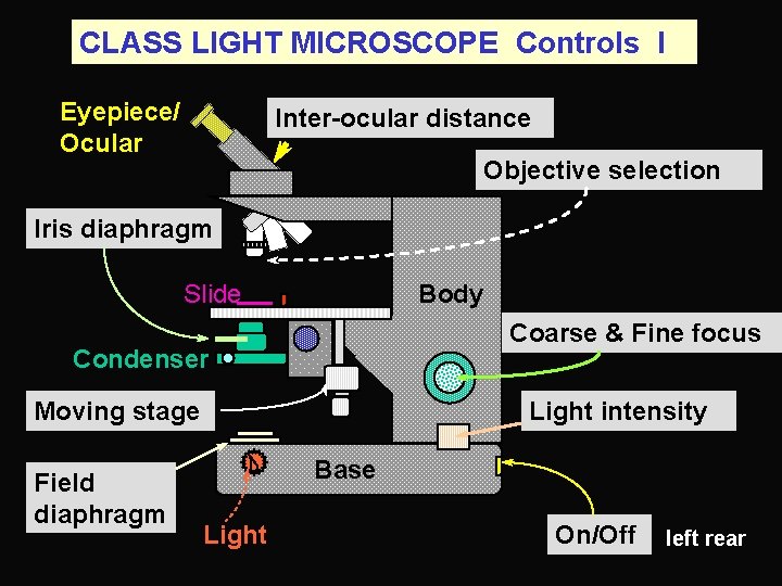 CLASS LIGHT MICROSCOPE Controls I Eyepiece/ Ocular Inter-ocular distance Objective selection Iris diaphragm Slide