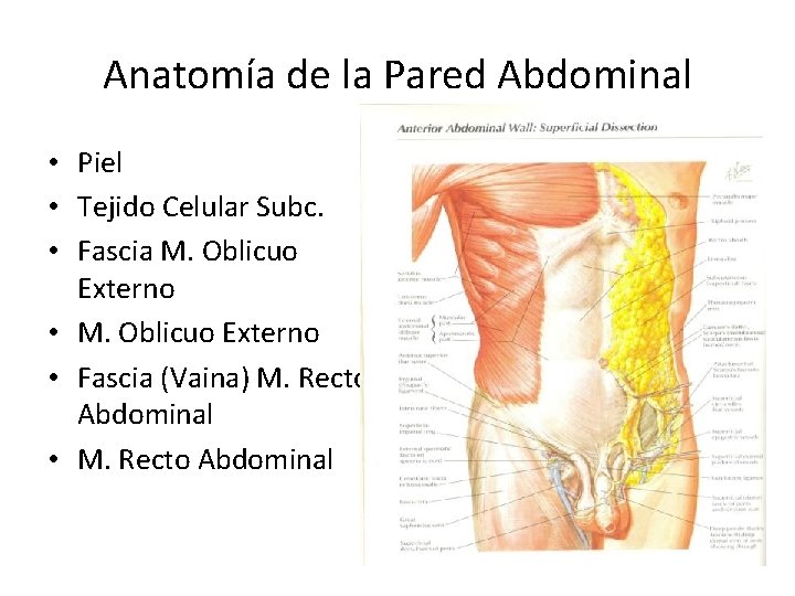 Anatomía de la Pared Abdominal • Piel • Tejido Celular Subc. • Fascia M.