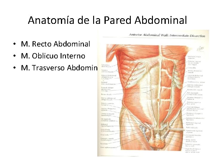 Anatomía de la Pared Abdominal • M. Recto Abdominal • M. Oblicuo Interno •