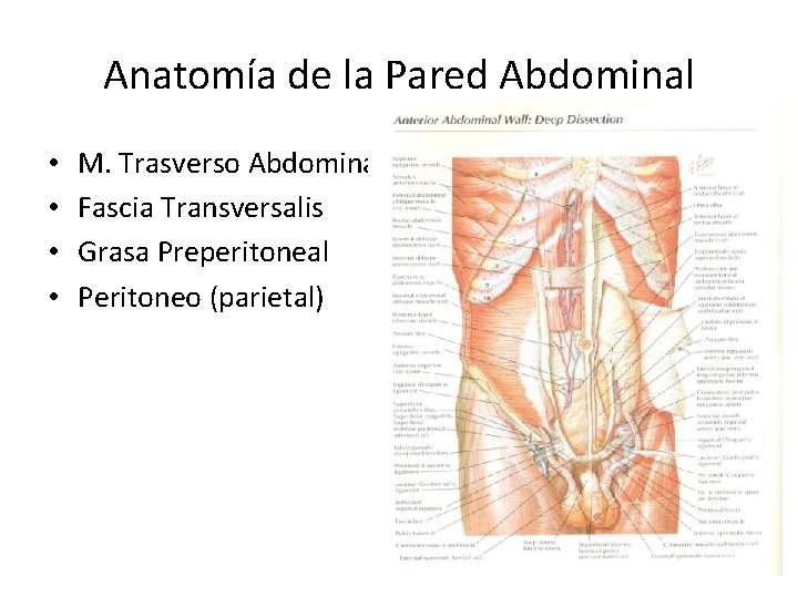 Anatomía de la Pared Abdominal • • M. Trasverso Abdominal Fascia Transversalis Grasa Preperitoneal