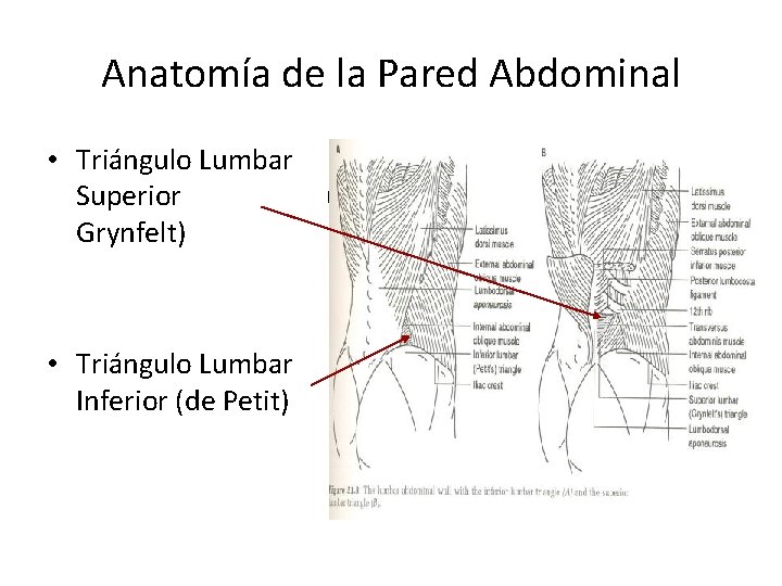 Anatomía de la Pared Abdominal • Triángulo Lumbar Superior (de Grynfelt) • Triángulo Lumbar