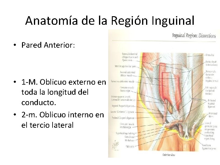 Anatomía de la Región Inguinal • Pared Anterior: • 1 -M. Oblicuo externo en