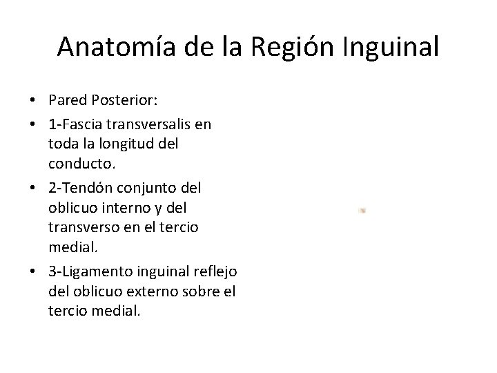 Anatomía de la Región Inguinal • Pared Posterior: • 1 -Fascia transversalis en toda