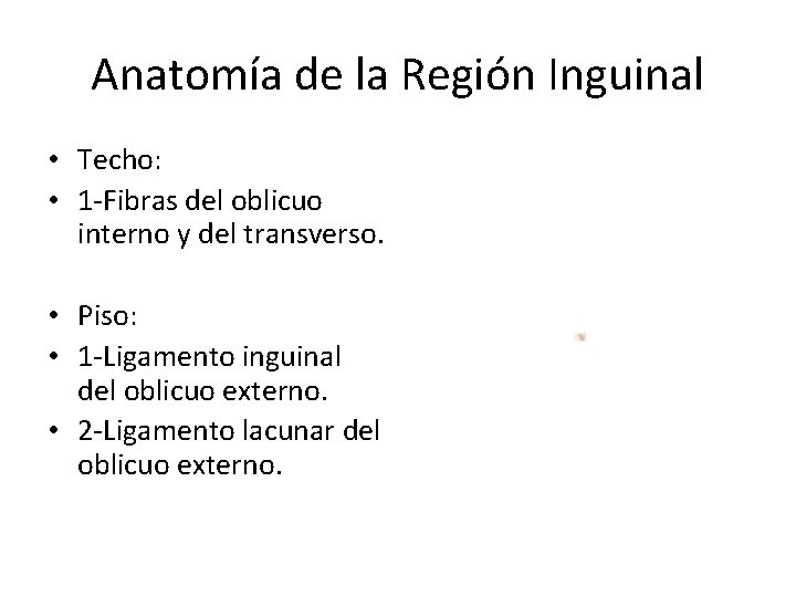 Anatomía de la Región Inguinal • Techo: • 1 -Fibras del oblicuo interno y