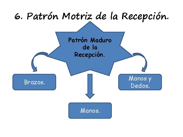 6. Patrón Motriz de la Recepción. Patrón Maduro de la Recepción. Manos y Dedos.