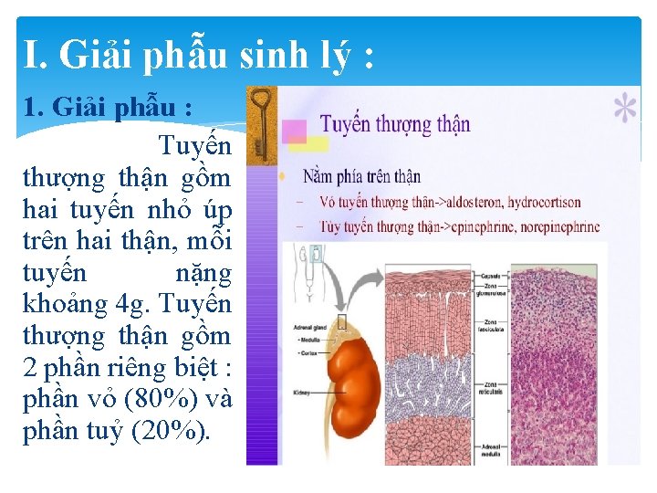 I. Giải phẫu sinh lý : 1. Giải phẫu : Tuyến thượng thận gồm