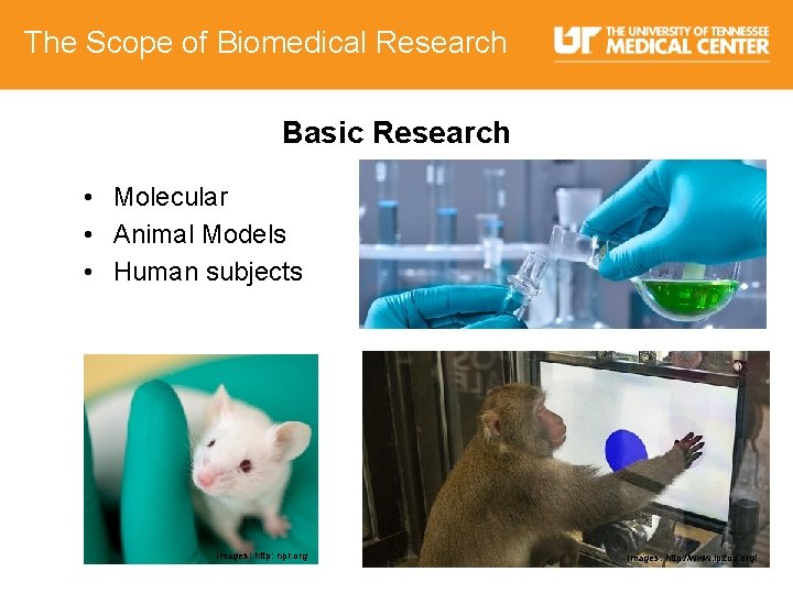 The Scope of Biomedical Research Basic Research • Molecular • Animal Models • Human