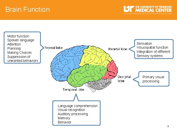 Brain Function Motor function Spoken language Attention Planning Making Choices Suppression of unwanted behaviors