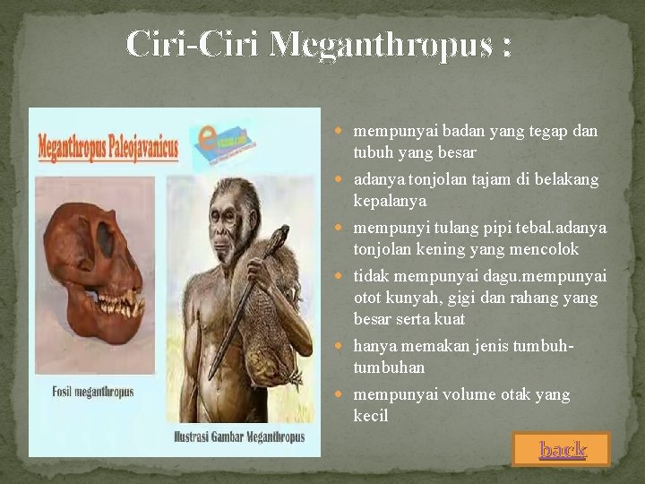 Ciri-Ciri Meganthropus : mempunyai badan yang tegap dan tubuh yang besar adanya tonjolan tajam