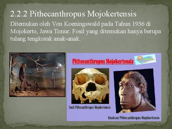 2. 2. 2 Pithecanthropus Mojokertensis Ditemukan oleh Von Koeningswald pada Tahun 1936 di Mojokerto,