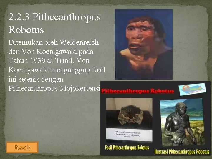 2. 2. 3 Pithecanthropus Robotus Ditemukan oleh Weidenreich dan Von Koenigswald pada Tahun 1939