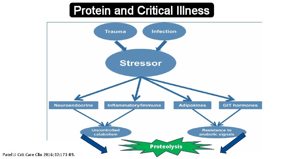 Protein and Critical Illness Proteolysis Patel JJ Crit Care Clin 2016; 32: 173 -89.