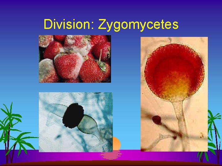 Division: Zygomycetes 