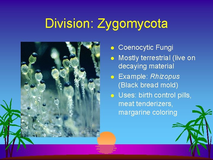 Division: Zygomycota l l Coenocytic Fungi Mostly terrestrial (live on decaying material Example: Rhizopus