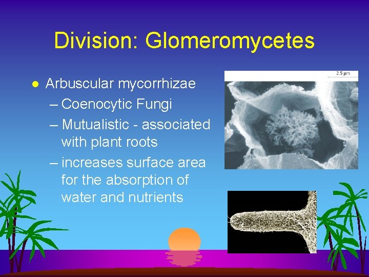 Division: Glomeromycetes l Arbuscular mycorrhizae – Coenocytic Fungi – Mutualistic - associated with plant