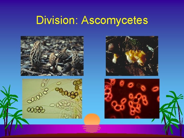 Division: Ascomycetes 