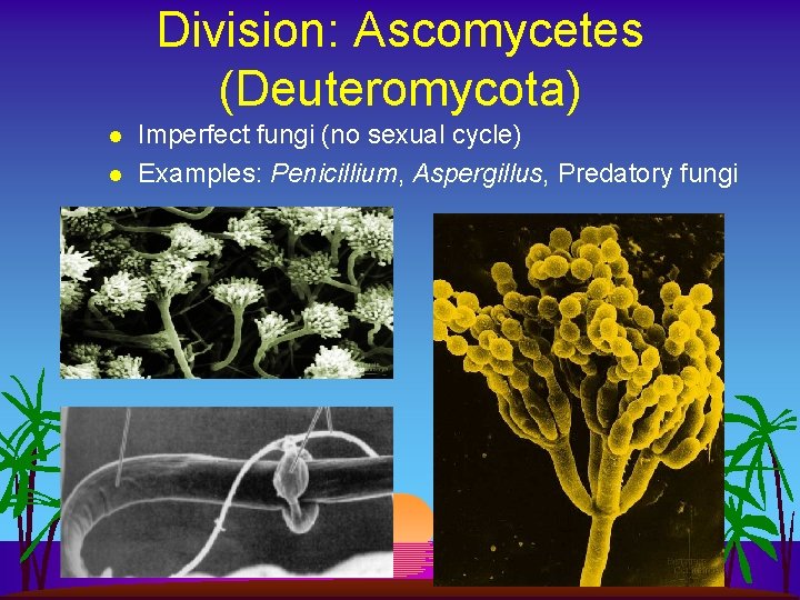 Division: Ascomycetes (Deuteromycota) l l Imperfect fungi (no sexual cycle) Examples: Penicillium, Aspergillus, Predatory