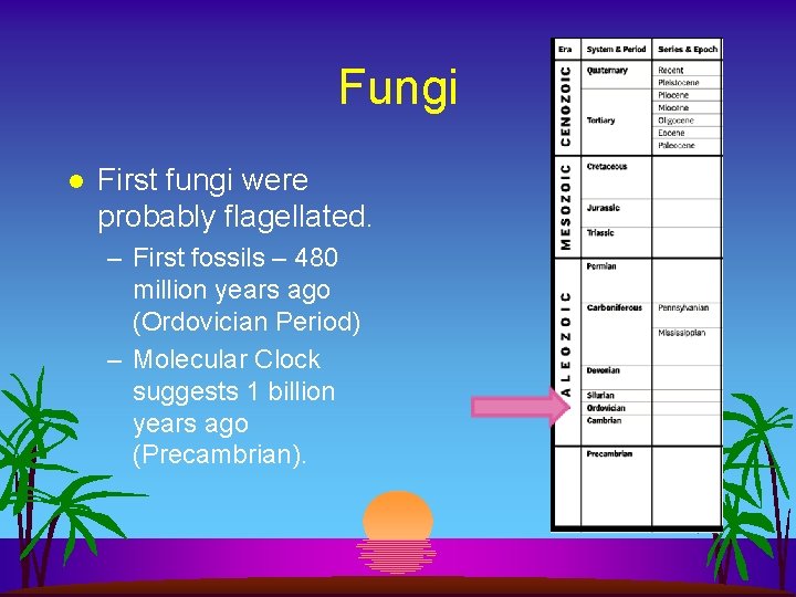 Fungi l First fungi were probably flagellated. – First fossils – 480 million years