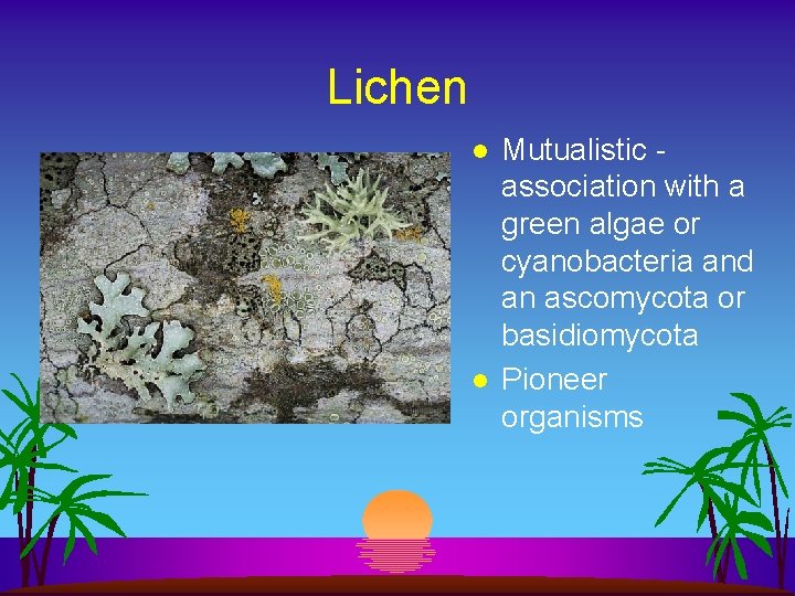 Lichen l l Mutualistic association with a green algae or cyanobacteria and an ascomycota