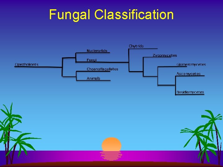 Fungal Classification 