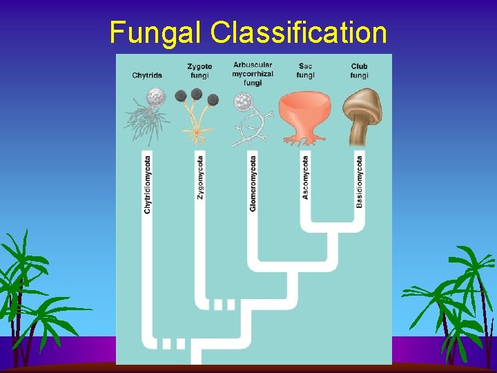 Fungal Classification 