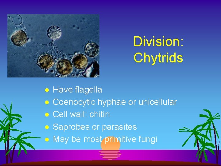 Division: Chytrids l l l Have flagella Coenocytic hyphae or unicellular Cell wall: chitin
