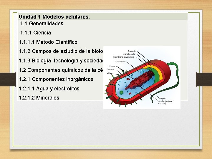 Unidad 1 Modelos celulares. 1. 1 Generalidades 1. 1. 1 Ciencia 1. 1 Método