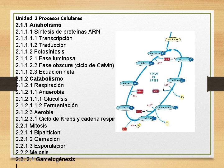 Unidad 2 Procesos Celulares 2. 1. 1 Anabolismo 2. 1. 1. 1 Síntesis de