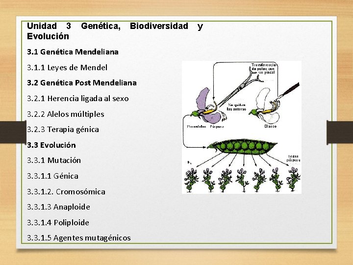 Unidad 3 Evolución Genética, Biodiversidad 3. 1 Genética Mendeliana 3. 1. 1 Leyes de