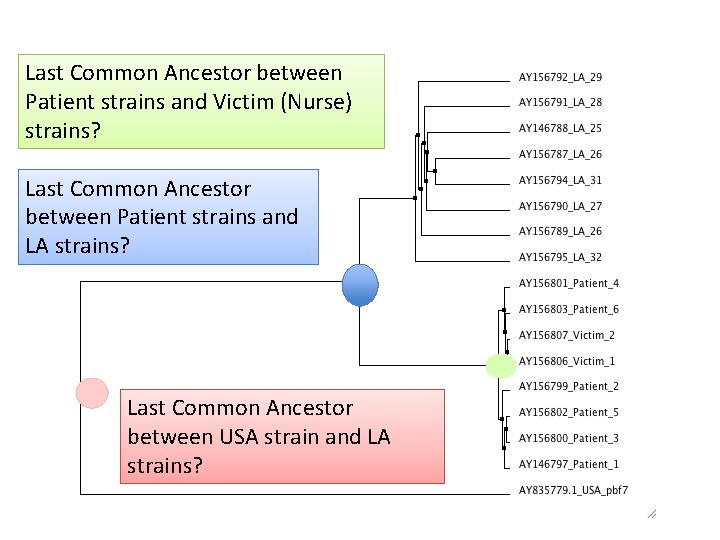 Last Common Ancestor between Patient strains and Victim (Nurse) strains? Last Common Ancestor between