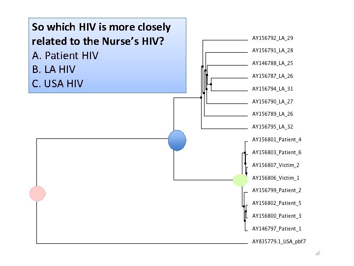 So which HIV is more closely related to the Nurse’s HIV? A. Patient HIV