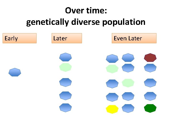 Over time: genetically diverse population Early Later Even Later 