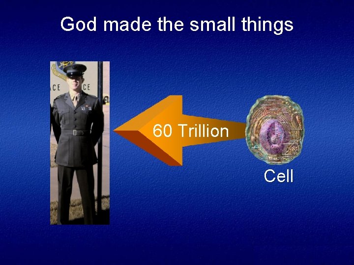 God made the small things 60 Trillion Cell 