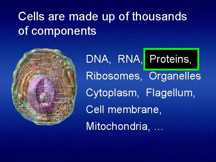 Cells are made up of thousands of components DNA, RNA, Proteins, Ribosomes, Organelles Cytoplasm,