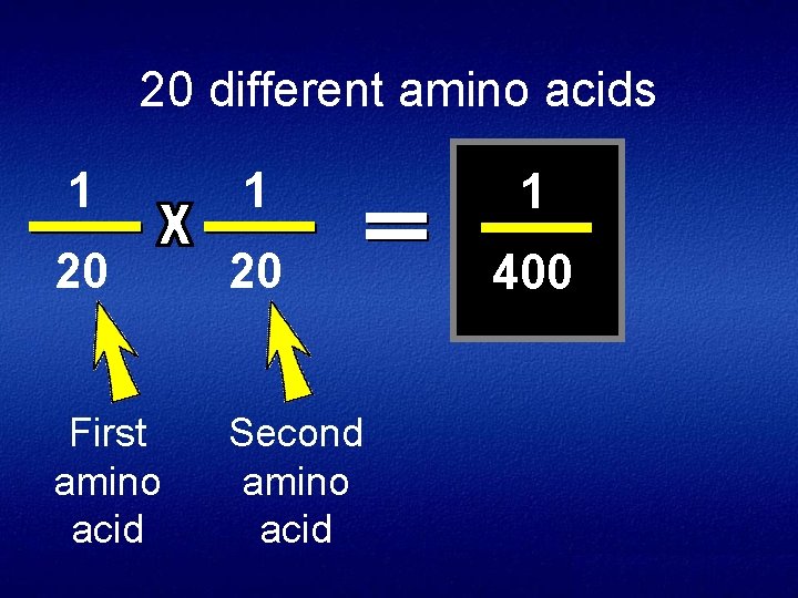 20 different amino acids 1 1 1 20 20 400 First amino acid Second