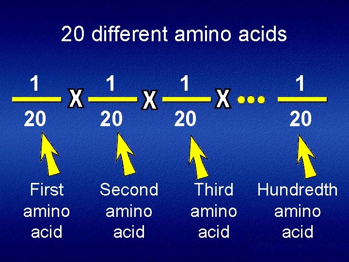 20 different amino acids 1 1 20 20 First amino acid Second amino acid