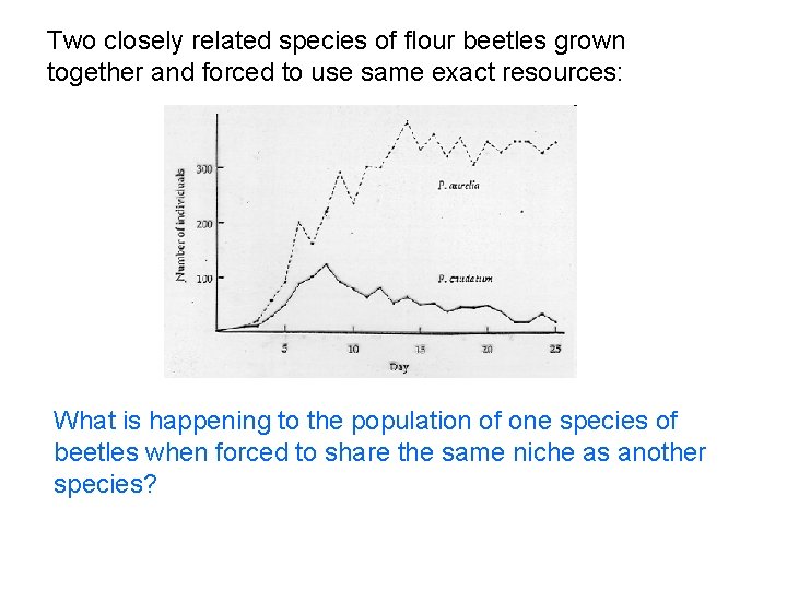 Two closely related species of flour beetles grown together and forced to use same