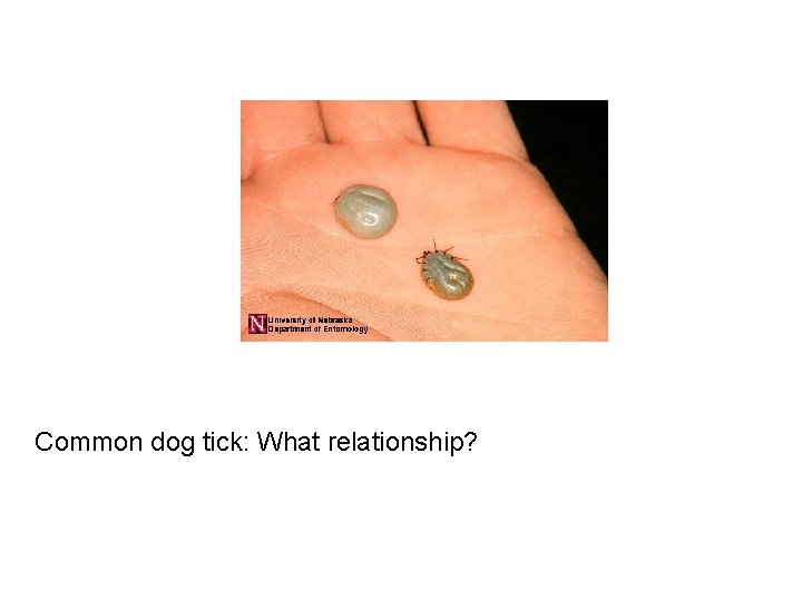 Common dog tick: What relationship? 