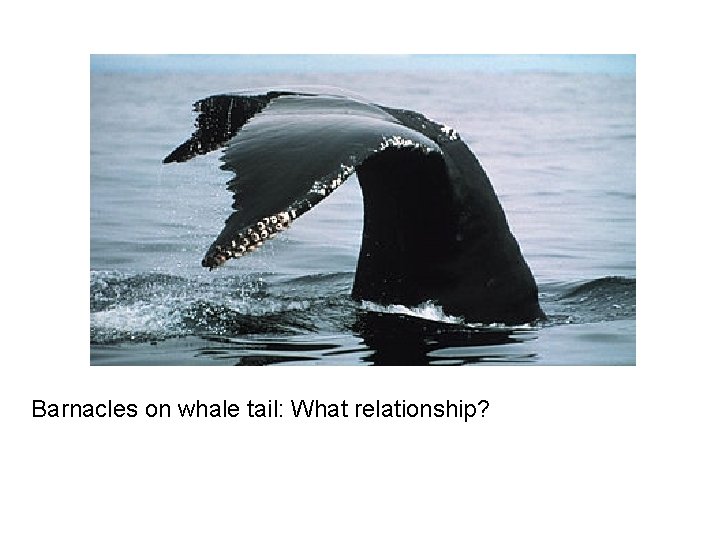Barnacles on whale tail: What relationship? 