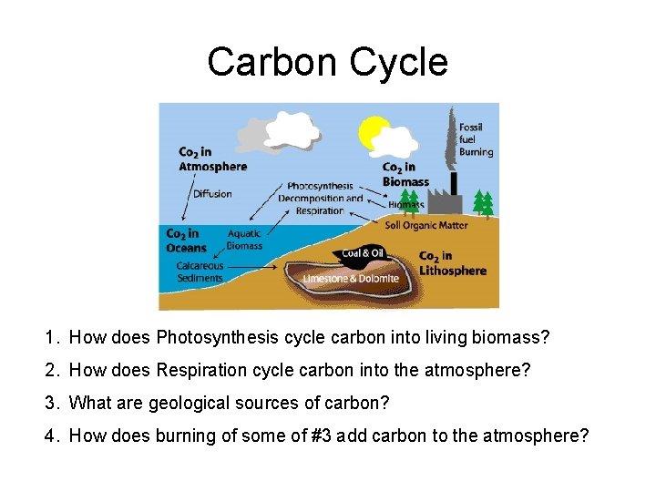Carbon Cycle 1. How does Photosynthesis cycle carbon into living biomass? 2. How does