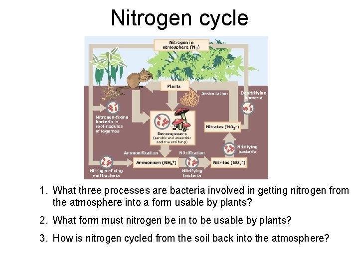Nitrogen cycle 1. What three processes are bacteria involved in getting nitrogen from the