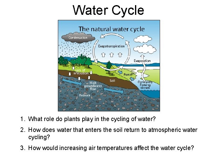 Water Cycle 1. What role do plants play in the cycling of water? 2.