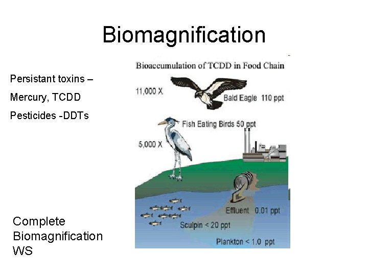 Biomagnification Persistant toxins – Mercury, TCDD Pesticides -DDTs Complete Biomagnification WS 